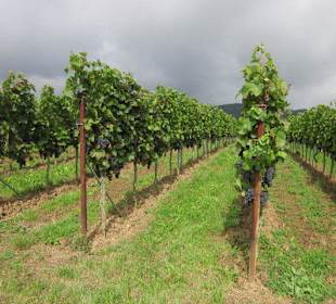 Kulinarische Weinbergswanderung