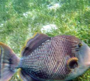 Großer Fisch