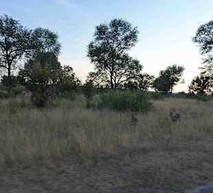 Krüger Nationalpark