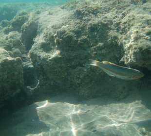 Große schwarze Seeigel am vorderen Riff - Vorsicht