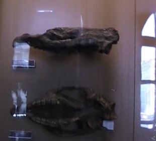 Naturhistorisches Museum