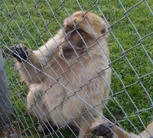 Aus dem Raritäten Zoo Ebbs