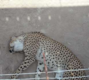 So ging es den meisten Tieren