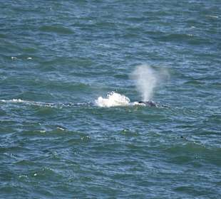 Whale Watching Hermanus