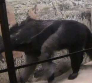 Naturhistorisches Museum