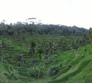 Panorama von den Reisterrassen