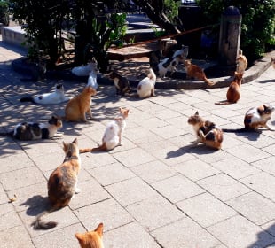 Katzen im Forodhani Park