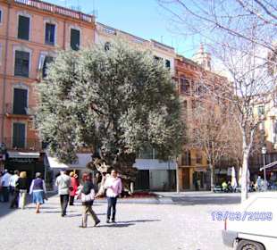Auf dem Weg vom Bus-Bahnhof zur Kathedrale La Seu
