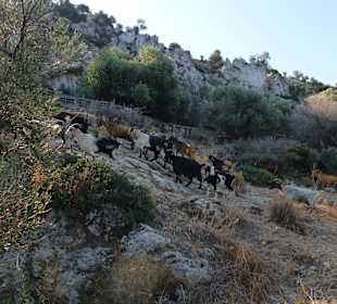 Nach Zia