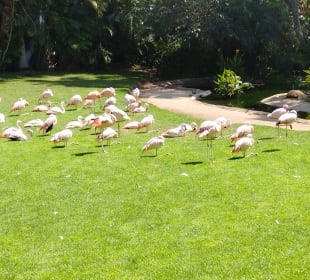 Loro Parque