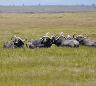 Amboseli