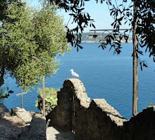 Blick vom Olivenhain