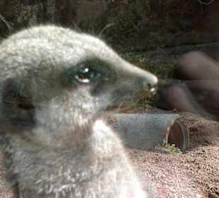 Zoo Brno