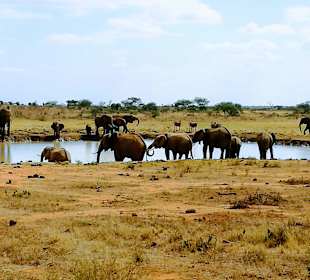 Tropical Adventure Safaris