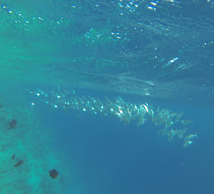 Schnorcheln Marsa Alam