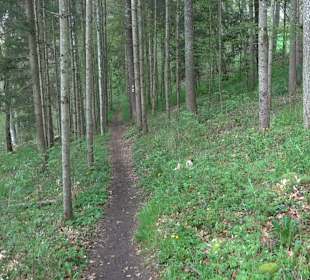 Eiszeitpfad - Burgfelsenpfad