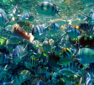 Kon Tiki Schnorchelboot-Tour