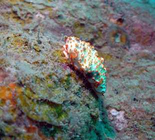 Schnecke/Nudibranch