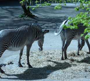 Grevyzebra
