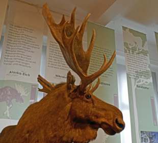 Einem Elch in der Natur will ich gerne ausweichen