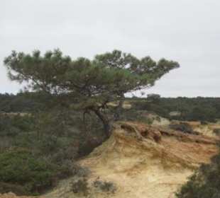 Eine der seltenen Pinien