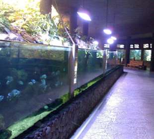 Aquarium