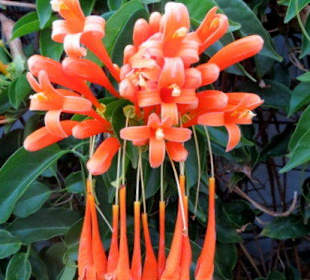 Üppige Blütenpracht