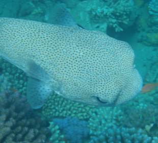 Gepunkteter Igelfisch