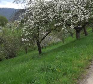 Naturerlebnisweg des NABU-Metzingen