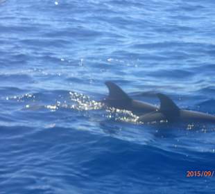 Ausflug mit dem Catamaran