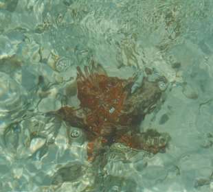 Insel Saona. Baden mit Seestern