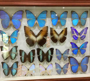 Schmetterling Farm 