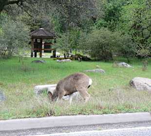 In der Nähe Saquia Nationalpark
