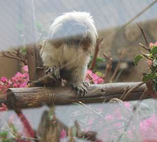 Titi Cabeza de Algodon