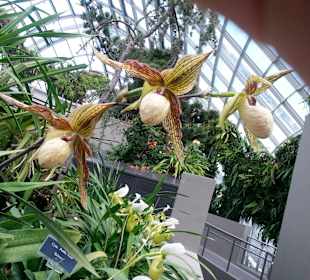 Blumen im Flower Dome