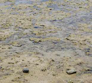 Отлив, видно много маленьких черных морских звезд