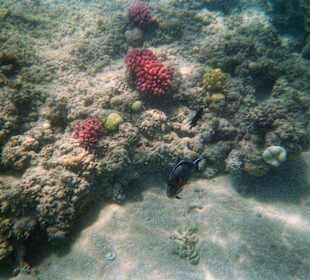 Schnorcheln am Hausriff