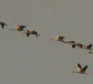 Auf Flughöhe mit den Kranichen