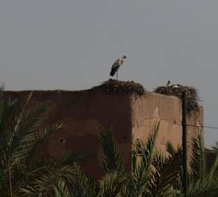 Mitten in Marrakesch finden auch Störche ein Nest