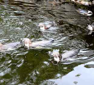 Pinguine im Streichelzoo