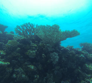 Geschossen mit Go Pro (Tauchplätze in Hurghada)