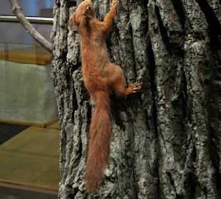 In der Abteilung "Lebensraum Wald"