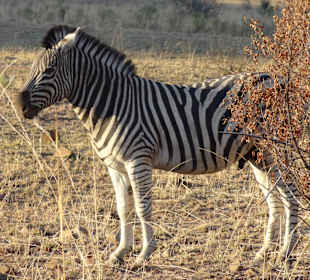 Zebra