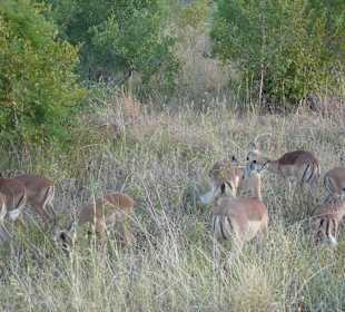 Krüger Nationalpark