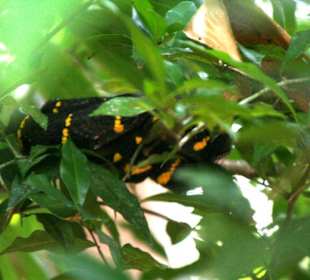 Die Schlangen hängen da faul in den Bäumen rum