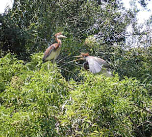 Einheimische Vögel im Park