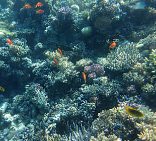 Hausriff - iPhone 5 im DiCAPac Plastik Case