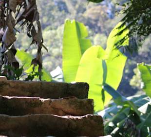 Treppe zur Vegetation