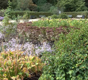 Rosengarten im Tiergarten
