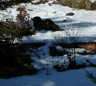 Braunbär